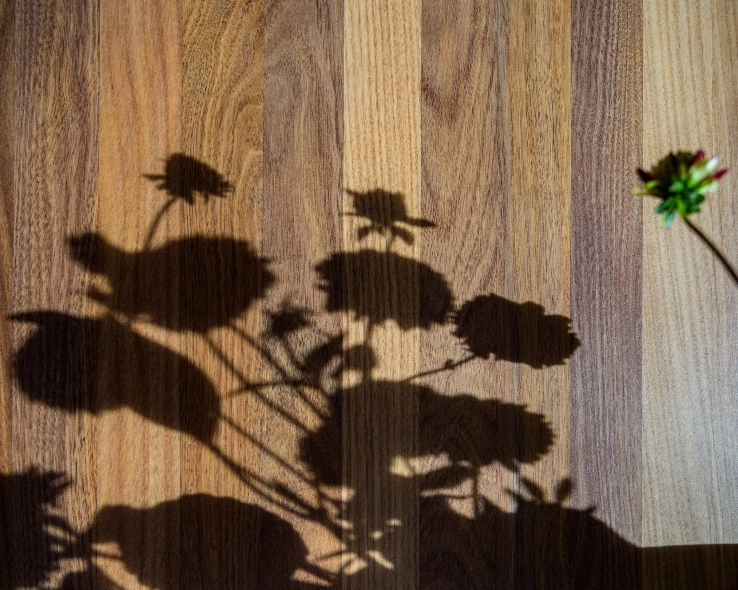 Dahlia shadows raking across the staved hardwood benchtop